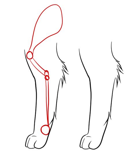 feline legs Cat Leg Anatomy, Human Legs Drawing, Cat Leg Drawing, Cat Paw Anatomy, Leg Anatomy Drawing, Legs Drawing Reference, Legs Drawing, Leg Anatomy, Human Legs