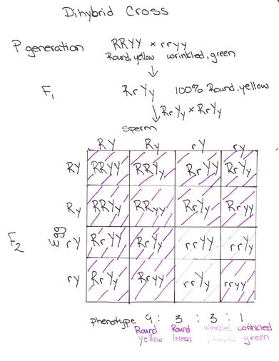 A Punnett square mapping flower traits in a dihybrid cross Punnett Square Genetics, Biology Activities High School, Mendelian Genetics, Biology Activities, Apologia Biology, Dihybrid Cross, Punnett Square, Sat Tips, Inherited Traits