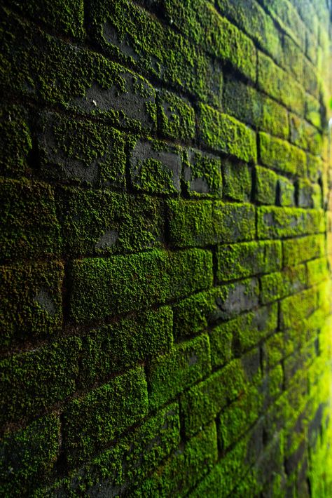 1000+ Amazing Blurred Background Photos Pexels · Free Stock Photos Green Academia, Blur Photo Background, Dark Green Aesthetic, Blur Photo, New Background Images, Picsart Background, Photo Background Images, Blurred Background, New Backgrounds