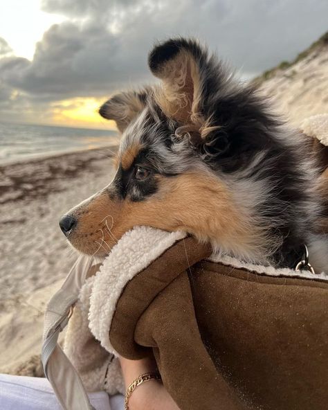 Cute Dogs Fluffy, Australian Shepherd Aesthetic, Aesthetic Puppy, Cute Dogs Images, Very Cute Puppies, Aussie Puppies, Cute Animals Puppies, Very Cute Dogs, Cute Dog Pictures