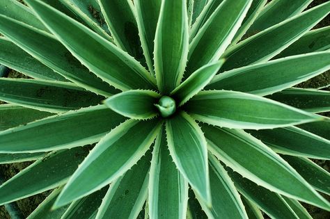 Symmetry In Nature Art, Quilling Succulents, Symmetry In Nature, Natural Symmetry, Symmetry Photography, Radial Balance, Rotational Symmetry, Radial Design, Science Photos