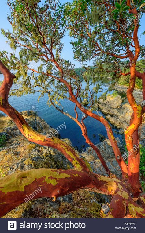 Pacific madrone (Arbutus menziesii) on ... Madrona Tree, Madrone Tree, Arbutus Tree, Forest Paintings, Yard Wall, Spring House, Branch Art, Canada Images, Abstract Flower Painting