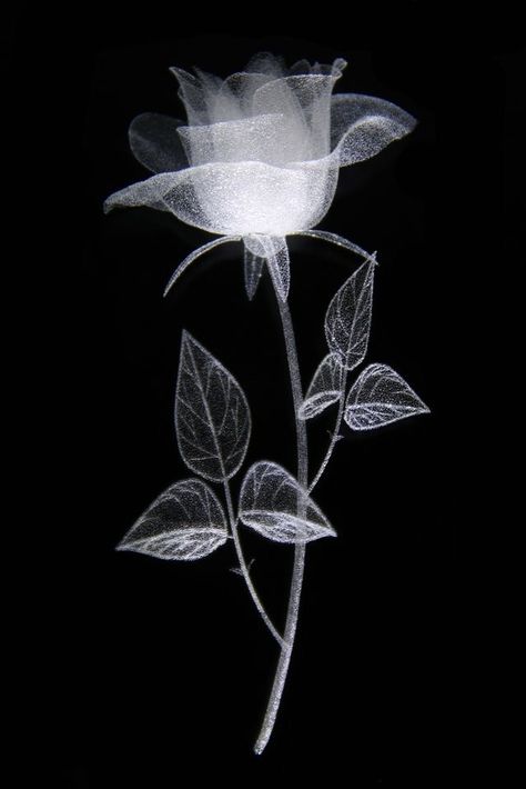 X-Ray Art PhotographyMore Pins Like This At FOSTERGINGER @ Pinterest☝✋ Xray Art, Rose Foto, Rose Pictures, Rose Photos, Beautiful Rose Flowers, Flower Phone Wallpaper, Black Aesthetic Wallpaper, 판타지 아트, Alam Semula Jadi