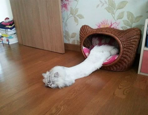 I Think Your Cheese Stick Is Melting Long Cat, Image Chat, Cat Sleeping, Funny Cat Pictures, Sphynx, Funny Animal Pictures, Animal Memes, 귀여운 동물, Cute Funny Animals