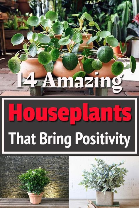 Grow these Positive Energy Plants indoors for a peaceful and calm interior in your home and office! #indoorplants #grow #houseplants Rose Bush Care, Calm Interior, House Gardening, Earth Girl, Office Decore, Making Plant Pots, Plant Benefits, Household Plants, Potted Flowers