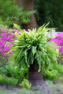 Chimney Pot/Fern #Christmas Chimney Pots Garden Ideas, Chimney Pot Planter Ideas, Chimney Pot Planter, Fern Christmas, Rosehill Cottage, Chimney Pots, Fern Garden, Potted Ferns, Yew Tree