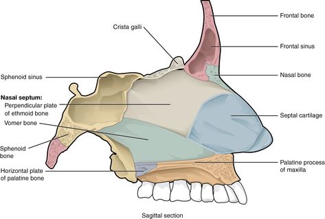 This image shows the sagittal section of the bones that comprise the nasal cavity. Ethmoid Bone, Palatine Bone, Anatomy Stickers, Sphenoid Bone, Skeleton System, Bone Anatomy, Nerf Vague, Paranasal Sinuses, Nasal Septum