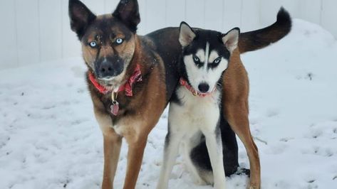 German Shepherd vs Huskies🤣 Funny Dog Videos 2024 Watch as the serious German Shepherd and the silly Siberian Husky go head-to-head in a battle of wits and wiggles. Who will come out on top in this hilarious dog showdown? #dogs #pets #funnydog #dog #trynottolaugh #animals