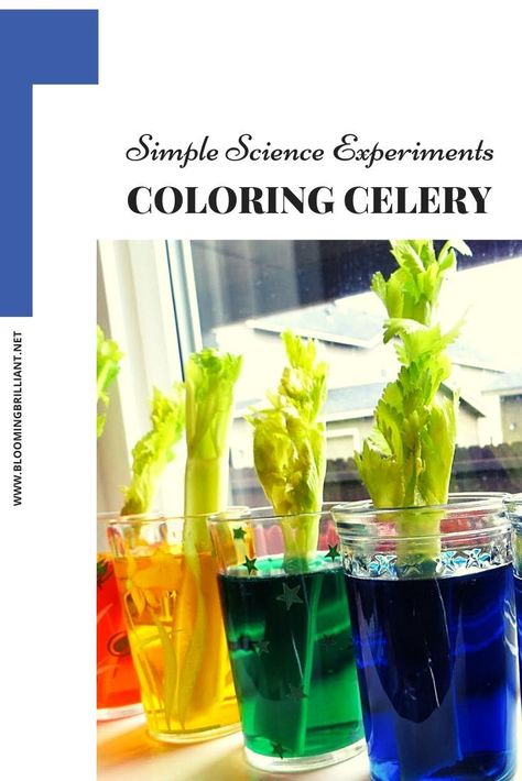 Find out how plants absorb their nutrients with this fun and simple experiment, Coloring Celery. Celery Experiment, Science Experience, Kitchen Science, Stem Ideas, Easy Science Experiments, Blue Food Coloring, Cool Science Experiments, Science Curriculum, Easy Science