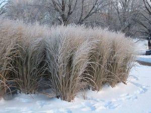 Panicum virgatum 'Northwind' in winter Panicum Virgatum, Perennial Grasses, Grasses Landscaping, Winter Vegetables, Winter Plants, Grasses Garden, Garden Shrubs, Have Inspiration, Ornamental Grasses