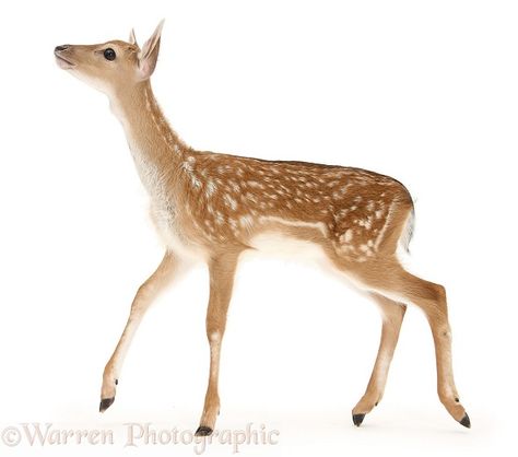 Fallow Deer fawn photo side view Deer Photos, Deer Fawn, Fallow Deer, Pichwai Paintings, Deer Art, Cat Character, Baby Deer, Animal Sketches, Woodland Creatures