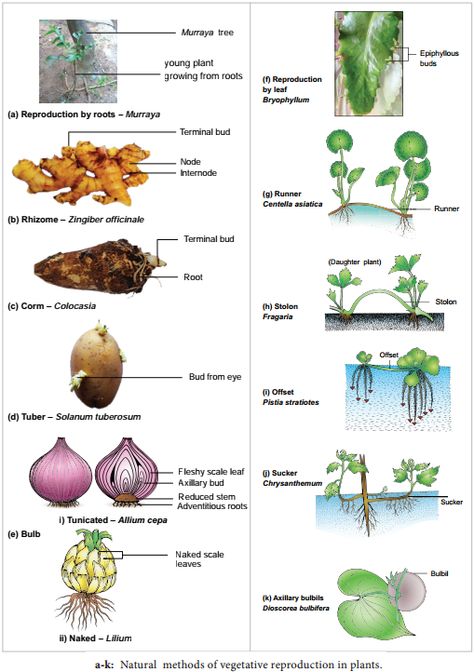 Asexual Reproduction In Plants, Types Of Asexual Reproduction, Reproduction In Plants, Names Of Plants, Asexual Reproduction, Vegetative Reproduction, Air Layering, Bulbous Plants, Sandy Soil