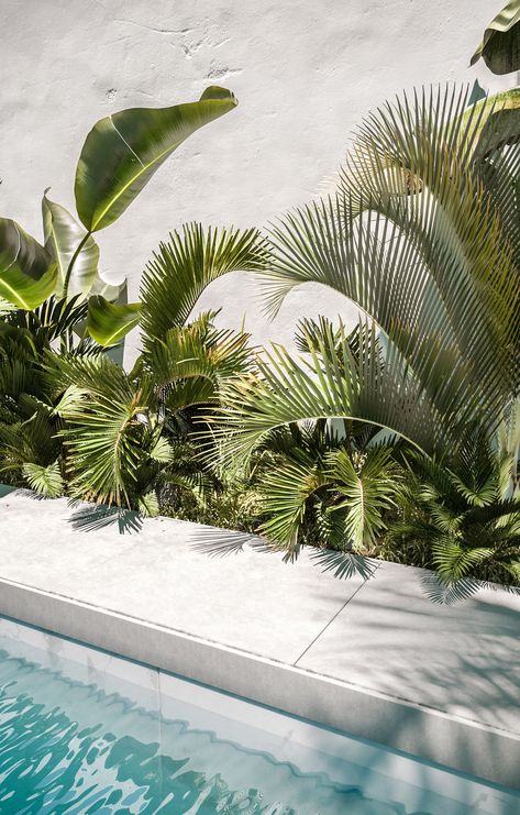 Tropics. Close up. Palms. Tropical Pool Landscaping, Pool Plants, Outdoor Pool Area, Swimming Pool Landscaping, Tropical Garden Design, Tropical Backyard, Pool Landscape Design, Tropical Pool, Backyard Pool Landscaping