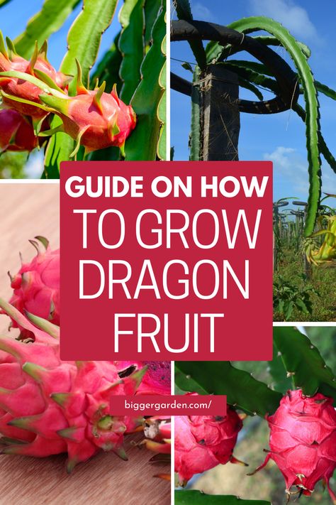 Embark on a botanical adventure with our complete Dragon Fruit plant care guide, crafted to empower gardeners with the knowledge and skills needed to nurture flourishing plants. From planting to pruning, we've got you covered with expert advice and insider tips. Ready to take your gardening game to new heights? Click now to unlock the secrets of successful Dragon Fruit cultivation and join our growing community of green thumbs! Dragon Fruit Plant Care, How To Grow A Dragon Fruit Plant, Growing Dragon Fruit In Pots, How To Plant Dragon Fruit, Dragon Fruit Growing, Dragonfruit Plant, Growing Dragon Fruit, Grow Dragon Fruit, Dragon Fruit Flower