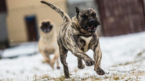 Dogo Canario Presa Canario, Wallpaper Cave, 12 Weeks, Dog Care, Puppies, Wallpapers, Dogs, The World, Animals