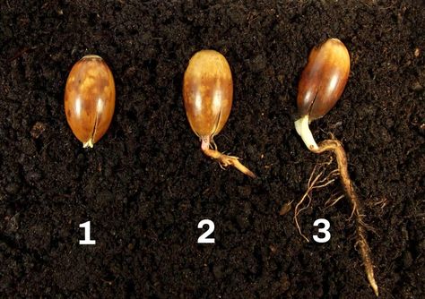 How to Grow an Oak Tree From an Acorn (Step By Step) How To Plant An Oak Tree From An Acorn, How To Sprout An Acorn, Growing Oak Trees From Acorns, How To Grow Oak Trees From Acorns, Grow Tree From Pinecone, How To Plant Acorns, How To Grow An Oak Tree From An Acorn, Acorn Recipe, Backyard Nursery