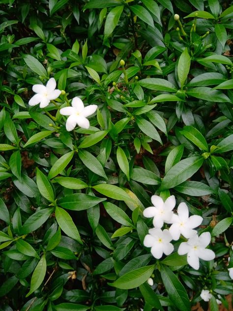 White flowering bushy plant Flowers In Garden, Little White Flowers, White Flowers, Flower Garden, Looks Great, Plants, Flowers, White