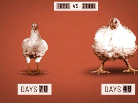 70 days v. 48 days ~ Chicken farmers today raise poultry that grows to weigh twice as much as similar birds in 1950, in less than half the time. Hormones, specifically the synthetic estrogen diethylstilbestrol (DES), administered to young poultry and other animals allow them to gain more weight in less time. #MyVeganJournal Genetically Modified Food, Gmo Foods, Food Inc, Bad Food, Genetically Modified, Unhealthy Food, Food Facts, Food Industry, Real Food Recipes