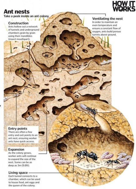 Ant architects: How do ants construct their nests? Ants Activities, Animal Facts For Kids, Ant Crafts, Insect Unit, Ant Hill, Ant Colony, Ant Farms, Inside House, Facts For Kids