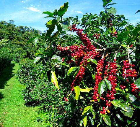 Beans Image, Small Evergreen Shrubs, Blue Mountain Coffee, Coffee History, Coffea Arabica, Arabica Coffee Beans, Coffee Tree, Mountain Coffee, Coffee Farm