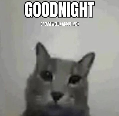 Good Night Cats Funny, I Just Woke Up Cat, Ima Touch You, I Know Youre Asleep But, I Care About You, Good Night Kitty, Cat Memes Love, Cat Rizz, Good Night Cute