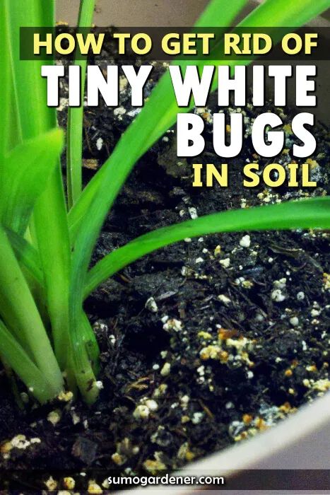 How to Get Rid of Tiny White Bugs in Soil How To Get Rid Of Bugs In House Plant Soil, Bugs In Plants How To Get Rid, How To Get Rid Of Plant Bugs, How To Get Rid Of Mealy Bugs On Plants, Bugs On Indoor Plants, White Bugs On Plants, Lawn Flowers, Plants 101, Vegetable Garden Soil