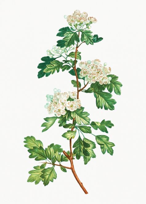 Vintage midland hawthorn plant illustration | premium image by rawpixel.com Hawthorne Plant, Hawthorn Plant, Herb Collection, Hawthorn Flower, Flower References, Plant Vector, Flower Vintage, Plant Illustration, May Flowers