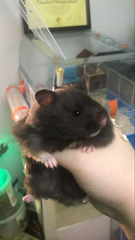 Black Bear Hamster, Syrian Hamster Cute, Cute Syrian Hamsters, Brown Syrian Hamster, Fancy Bear Hamster, Long Haired Syrian Hamster, Fancy Hamster, Black Hamster, Long Haired Hamster