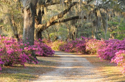 Road with Live Oaks and Azaleas in Savannah Famous Gardens, Live Oak Trees, Meteor Garden 2018, Spanish Moss, Kew Gardens, Local History, Southern Style, Pretty Places, Charleston Sc