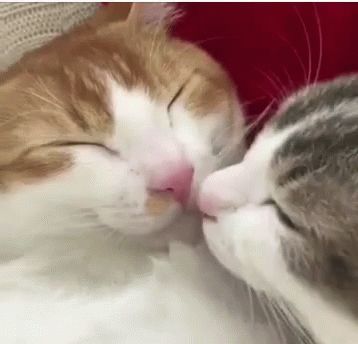 Cats Kiss GIF - Cats Kiss - Discover & Share GIFs So You, Kiss Gif, Söt Katt, Cute Cats Photos, Cute Kittens, Cats And Dogs, Cat Care, Cute Creatures, Pretty Cats