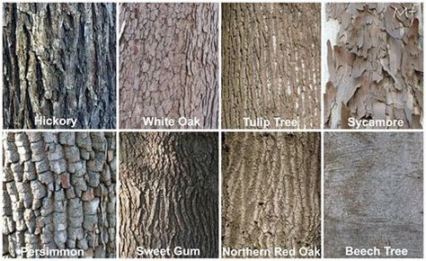 'As the weather is getting warmer it's nice to go walking in the forest. Even though the leaves are not on the trees, you can still identify them by their bark. Sometimes it's even easier because you don't have to strain your neck look up. Here are some common trees in the area identified by their bark. All of these are alternate-branched. For opposite-branched trees, memorize the acronym "MAD-Buck-Cap" for Maple, Ash, Dogwood, Buckeye, and the family Caprifoliaceae.' Tree Identification Chart, Tree Bark Identification, Wood Identification, Identify Trees, Identifying Trees, Leaf Identification, Hickory Tree, Tree Id, Tree Bark Texture