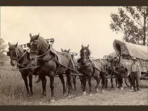 Conestoga horse. The firs breed in the USA, already extinct. Farmer John Shreiner and his Conestoga Wagon, Lancaster County, PA, circa 1910, Photo courtesy ExplorePAhistory The Conestoga was the first horse breed made in the USA, and with it came cultural in Conestoga Wagon, American Pioneers, Wagon Trails, Old California, California Aesthetic, Pioneer Life, American Frontier, Wilde Westen, Into The West