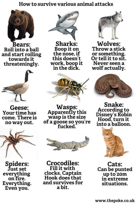 How to survive animal attacks Wild Animals Attack, Deadly Animals, Animal Attack, Survival Techniques, Types Of Animals, How To Survive, Survival Guide, In The Wild, Animal Memes