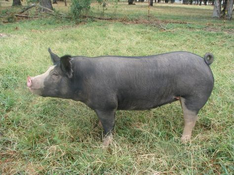 berkshire Berkshire Pig, Berkshire Pigs, Dream Property, Cattle Farming, Pig Farming, This Little Piggy, Rare Breed, Drawing Images, Farm Yard