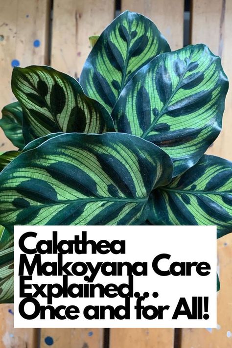 Discover the ultimate guide to caring for Calathea Makoyana, also known as the Peacock Plant, with our comprehensive explanation that leaves no question unanswered. From its stunning foliage with intricate patterns to its specific care requirements, we've got you covered. IG Photo by: teds_terrain Calathea Makoyana, Peacock Plant, Household Plants, Spider Mites, Cathedral Windows, The Peacock, Organic Fertilizer, New Growth, Water Plants