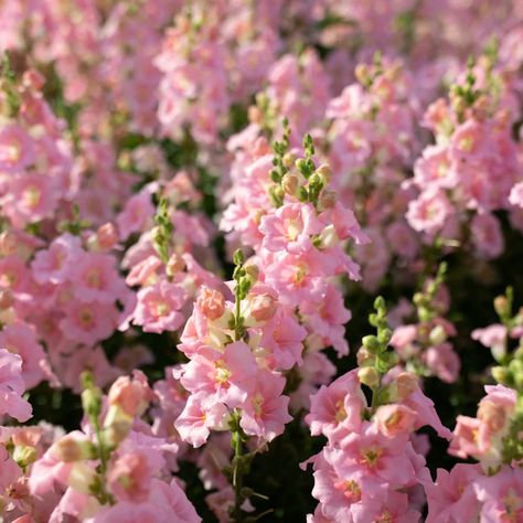 Orion Aesthetic, Archfey Warlock, Pink Snapdragon, Pink Flowers Aesthetic, Library Of Flowers, Garden Video, Snapdragon Flowers, Instagram Symbols, Flower Varieties