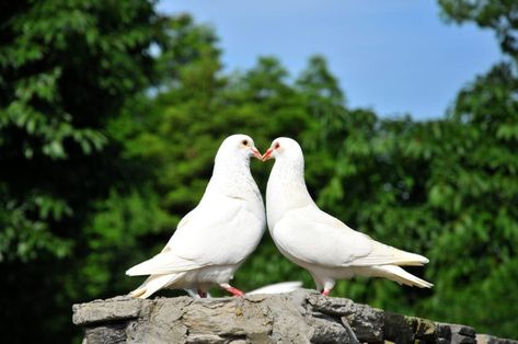 Traditional Wedding Favours, Dove Release, Pet Pigeon, Wild Birds Photography, Simple Wedding Favors, Rustic Wedding Ideas, Pigeon Breeds, Wedding Doves, New Photo Style