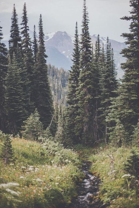 mountains and the trees Nature Photography Trees, Matka Natura, Theme Nature, Tree Forest, Shooting Photo, Alam Semula Jadi, Pretty Places, In The Mountains, Landscape Photos