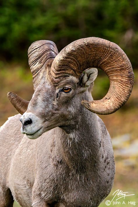 Bighorn ram Bighorn Ram, Animals With Horns, Mountain Sheep, Big Horn Sheep, Bighorn Sheep, Mule Deer, Manx, Majestic Animals, Wildlife Animals