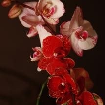 Orchids Red Orchids, Digital Collage Art, Floral Photography, Orchid Flower, Red Aesthetic, Modern Floral, Flower Images, Botanical Illustration, Digital Collage