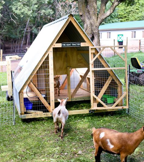 Goat Tractor Diy, Mobile Goat Tractor, Goat Hoop House, A Frame Goat House, Goat Run In Shelter, Movable Goat Pen, Goat Tractor Ideas, A Frame Goat Shelter, Goat House Plans