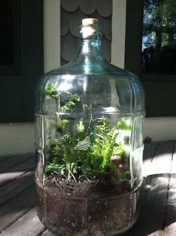 GLASS CARBOY...a perfect container for a terrarium! They come in 3 to 6 gal sizes! Set it and forget it. Carboy Terrarium, Mini Ecosystem, Terrarium Bottle, Bonsai Terrarium, Bottle Plant, Pvc Greenhouse, Plants In Bottles, Diy Terrarium, Terrarium Ideas