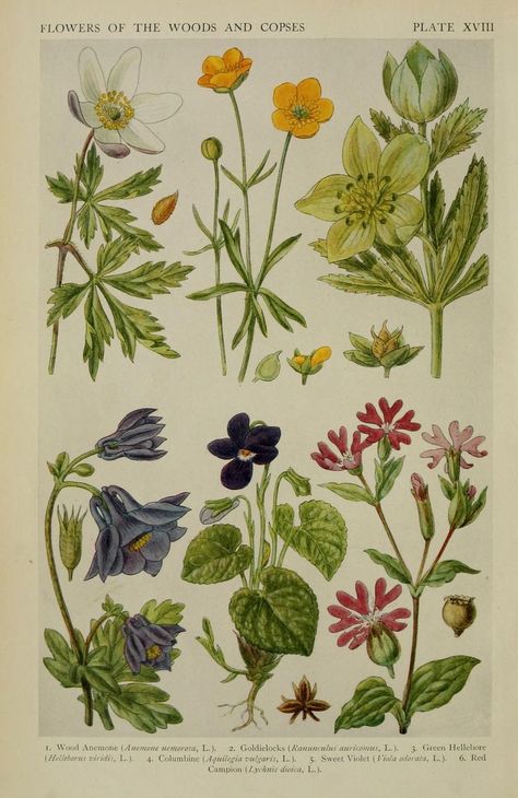 Cottage Core Posters, British Wild Flowers, Woodland Flowers, Antique Botanical Print, Architecture Tattoo, Botanical Poster, Scientific Illustration, Vintage Poster Art, Botanical Drawings