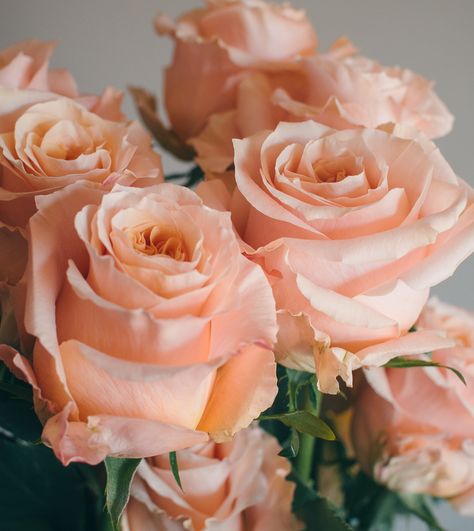 This is Shimmer. On of our beautiful new peach varieties with huses of peach and soft pink. Peach Colored Roses, Shimmer Rose, Color Durazno, Peach Walls, Rose Varieties, Peach Aesthetic, Rose Peach, Shades Of Peach, Peach Fuzz