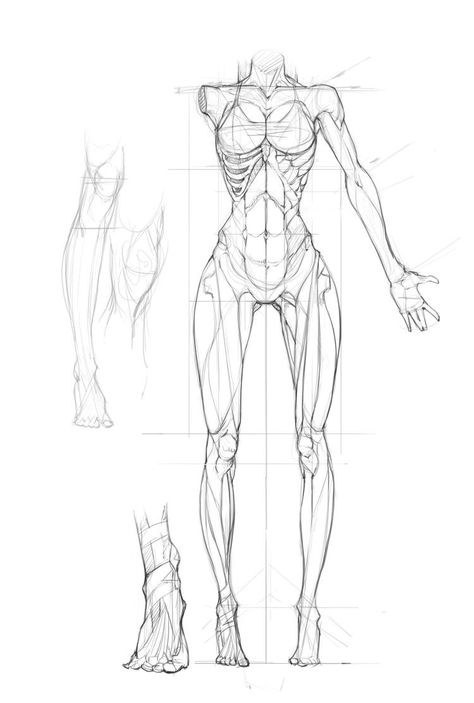 Figure Proportions Drawing, How To Improve Anatomy, How To Draw Pudgy Female, Female Anatomy Study, Female Torso Anatomy, Human Anatomy Female, Anatomy Tips, Human Proportions, Human Muscle Anatomy