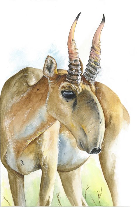 Saiga Antelope, Living Fossil, Painting Summer, Animals Photography, Unusual Animals, Rare Animals, Ap Art, Unique Animals, Moda Vintage