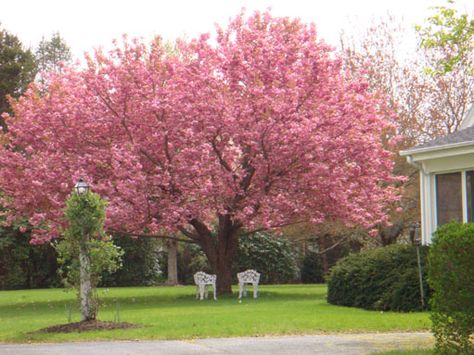 cherries - What's the fastest-growing variety of cherry tree? - Gardening & Landscaping Stack Exchange Cherry Tree Painting, Spring Flowering Trees, Ornamental Cherry, Weeping Cherry Tree, Pink Flowering Trees, Weeping Cherry, Flowering Cherry Tree, Cherry Trees, Front Yards