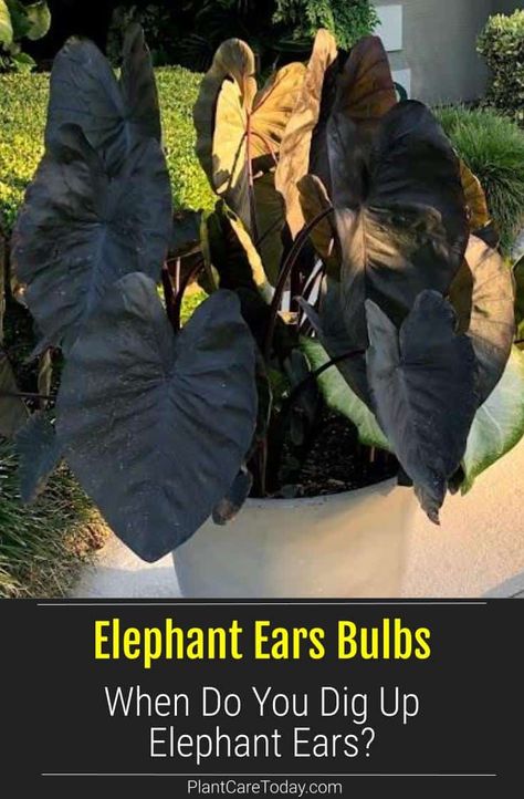 When To Dig Up Elephant Ears Bulbs [Colocasia] Black Elephant Ears, Elephant Ear Plants, Elephant Ear Bulbs, Houseplant Tips, Elephant Plant, Gladiolus Bulbs, Tuberous Begonia, Elephant Ear Plant, Unique Houseplants