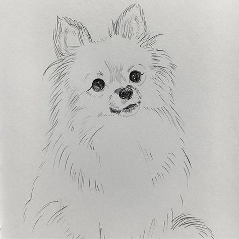 Pin by Lee on Art | Cute animal drawings, Pencil drawings of animals, Dog drawing Animal Drawings Pencil, Pomeranian Sketch, Pomeranian Drawing, Puppy Drawing Easy, Drawings Of Animals, Dog Design Art, Daisy Dog, Draw Realistic, Pencil Drawings Of Animals