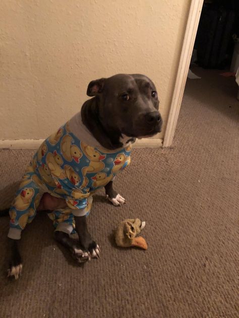 Pitbulls In Clothes, Clothes For Pitbulls, Pitbull Accessories, Cute Pitbulls, Pitbull Dogs, Cutest Pets, Animals Tattoo, Pitbull Pictures, Dog Mommy